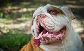 Is your dog an excessive drooler? Should you be concerned?
