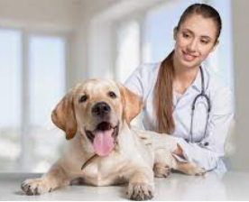 How do I Find a Good Vet?