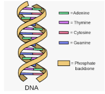 Genes can be Turned on and Off