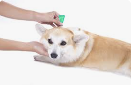 Flea and Tick Season is Here.  Should you use Meds?