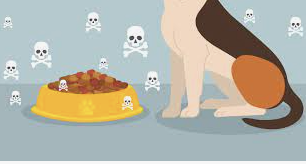 Kibble Causes Cancer. Period.
