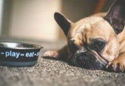 Hill's Pet Nutrition Launches Kibble to Help Dogs with Skin Problems.  We Call BS. Again.